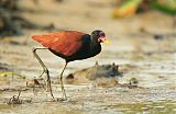 Wattled Jacana